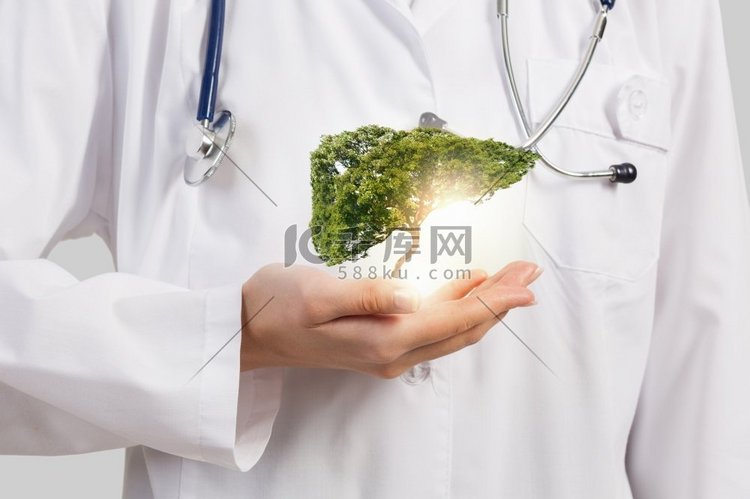 健康的肝脏。女医生手持绿树特写