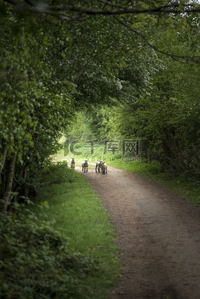 春天的小羊羔在英国乡村风光中玩