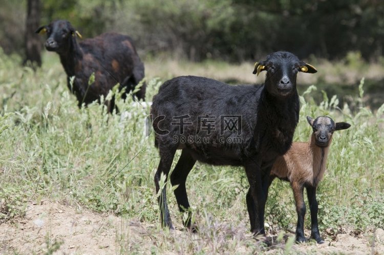 纯种喀麦隆母羊和她的羔羊