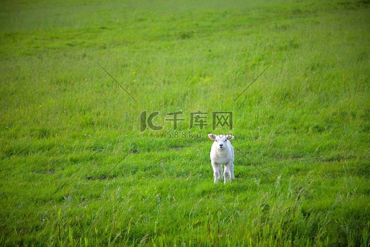 一只白羊在农场吃青草