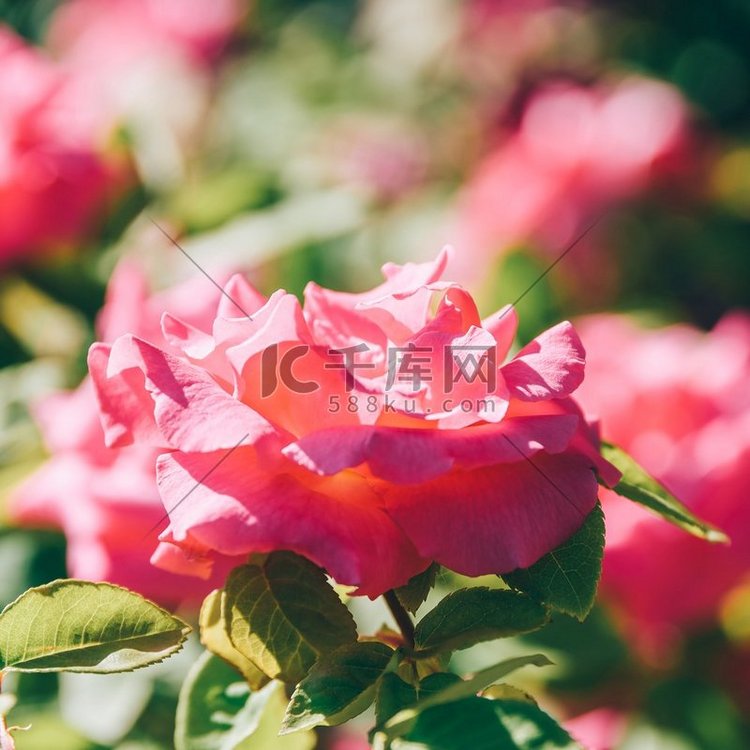 美丽的粉红玫瑰花园在夏天