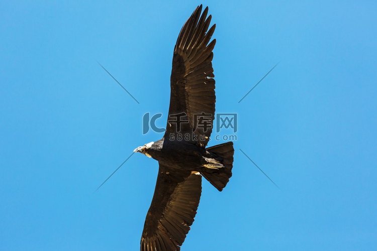 秘鲁科尔卡峡谷中的飞鹰