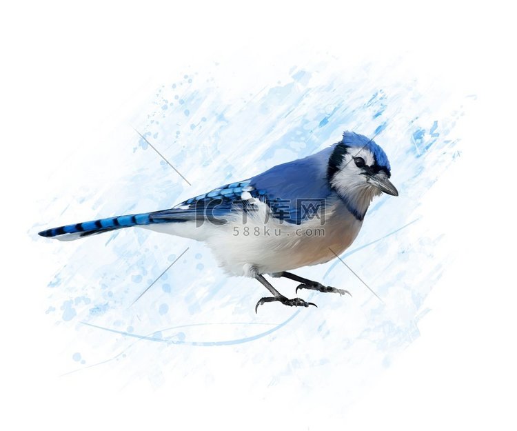 Blue Jay的数字绘画蓝鸦水彩