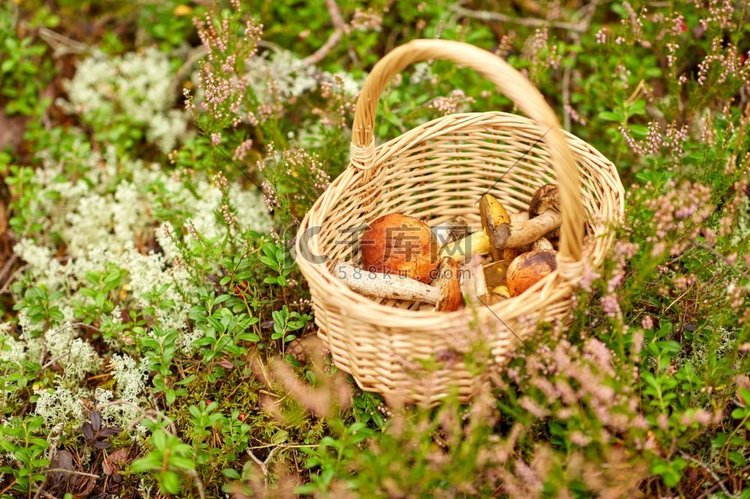 采摘季节和休闲概念—近摄蘑菇篮
