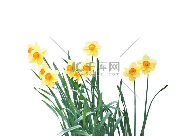 白色背景上孤立的黄色郁金香花