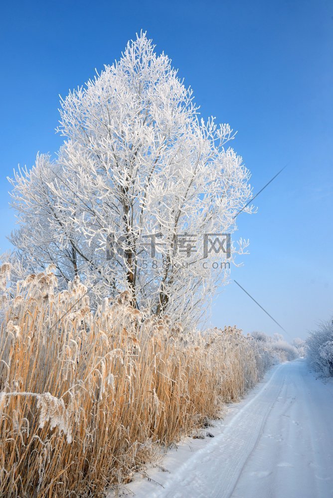 路边一棵孤零零的冻树