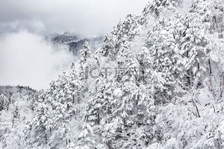 冬季景观中的雪林