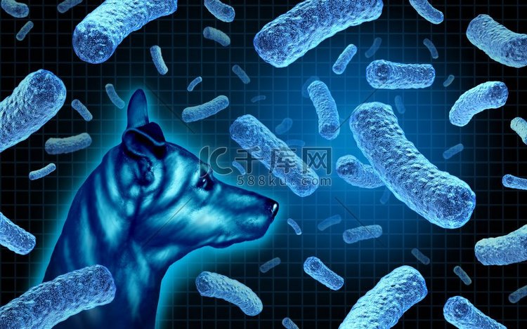  细菌，感染，狗，疾病