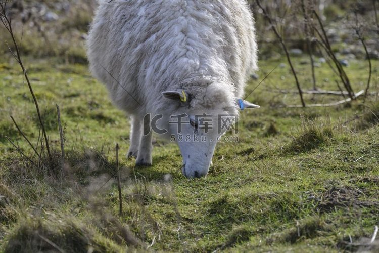 冬天的田野里，绵羊在长草上吃草