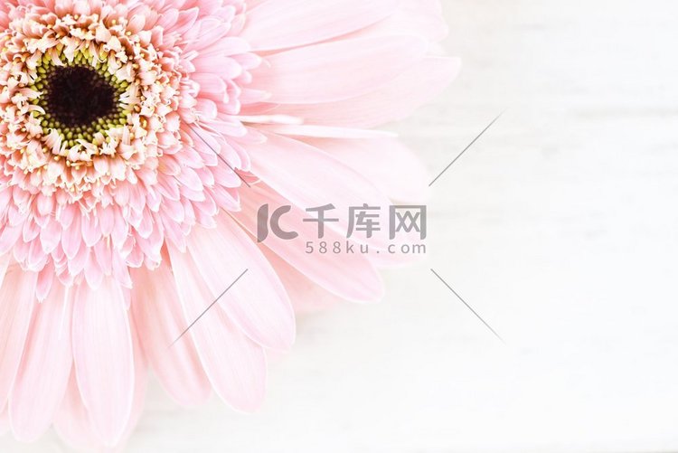 软粉红色花非洲菊雏菊在白色桌子