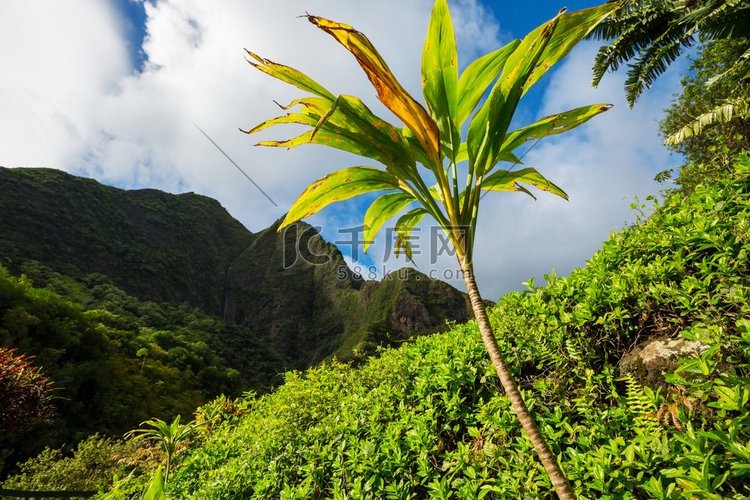 毛伊岛夏威夷毛伊岛美丽的热带风