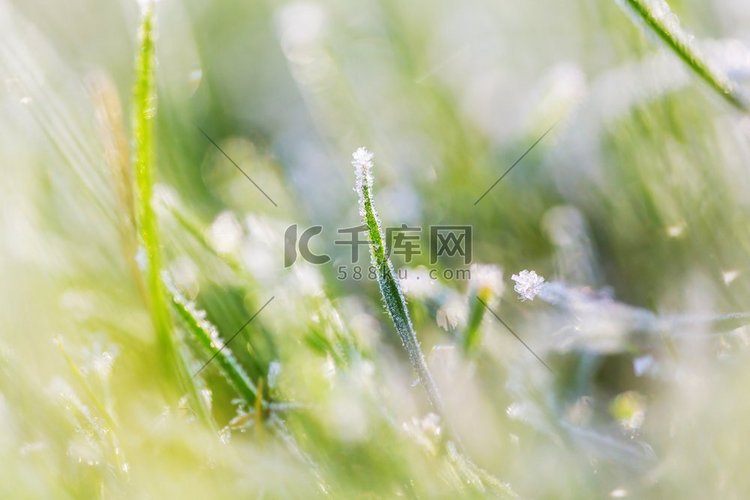特写镜头拍摄的冰冻的草在冬天早