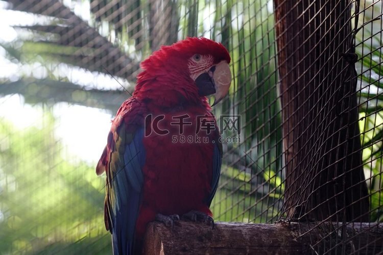 可爱的鹦鹉与红色的胸部在动物园
