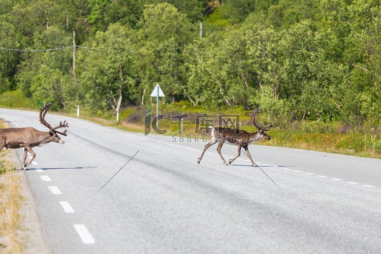 驯鹿在挪威夏季