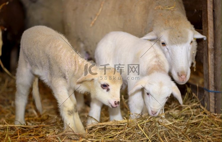 羊圈里的羊羔和绵羊