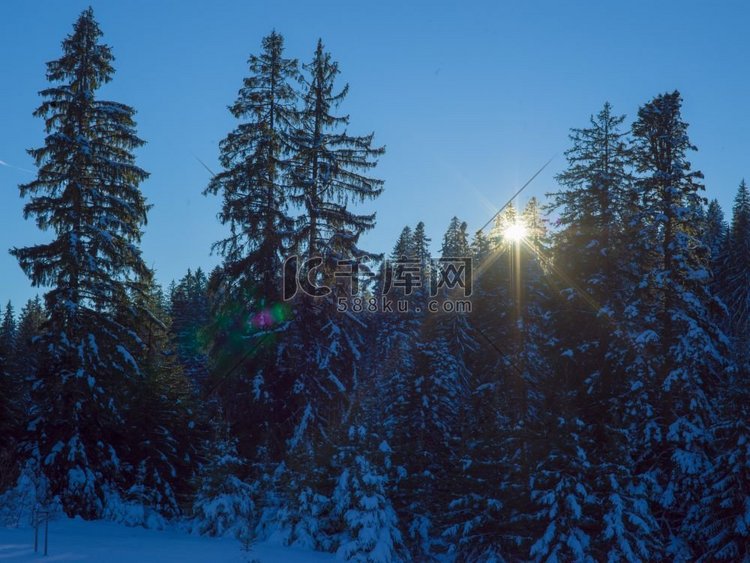 夕阳下覆盖着新雪的冬季景观树