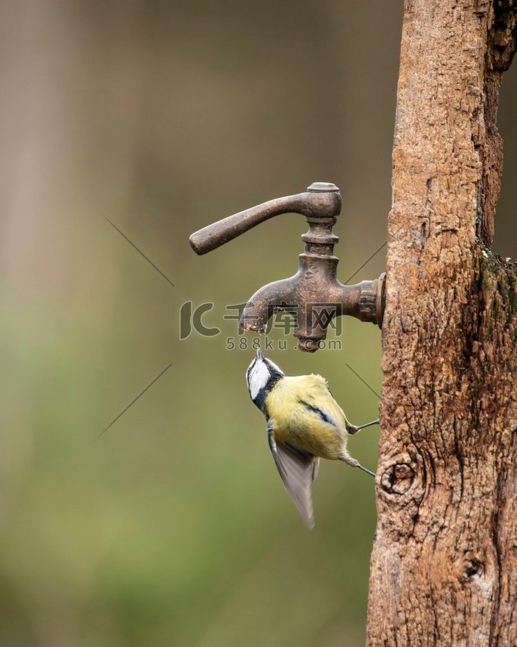 蓝色山雀鸟Cyanistes 