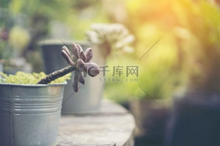 白色，植物，多汁，盆栽