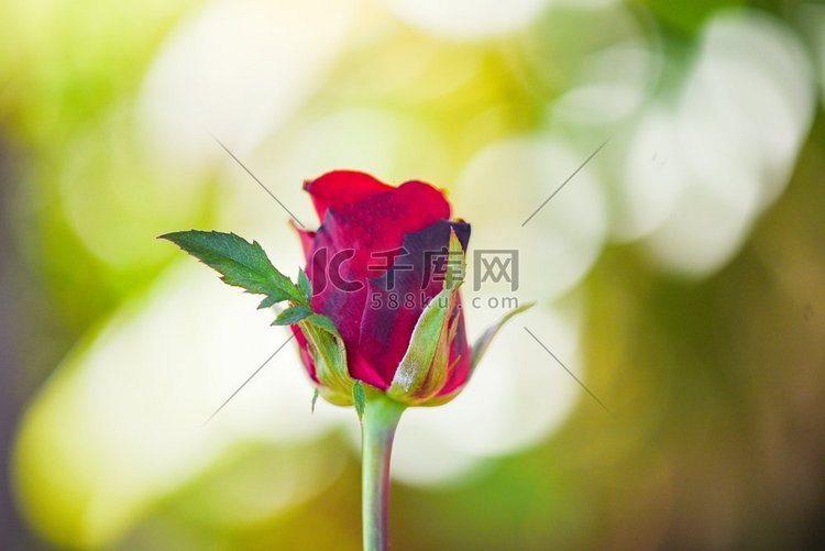 红玫瑰花情人节自然背景的情人概