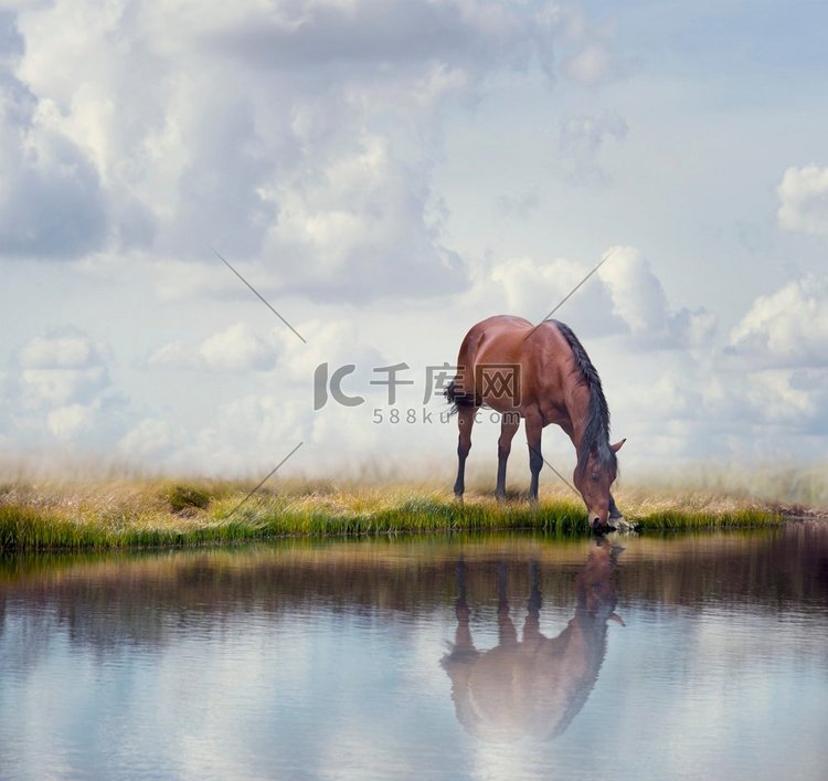 棕色的马在湖里喝水。靠近水的棕