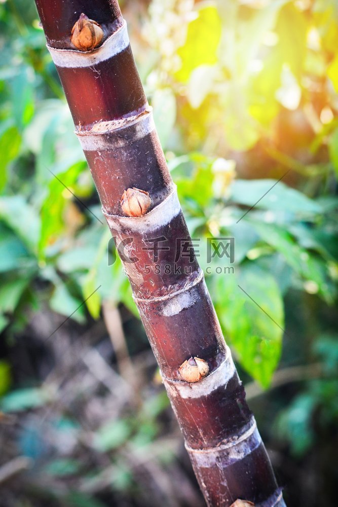 鲜红甘蔗秆在花园甘蔗地里种树