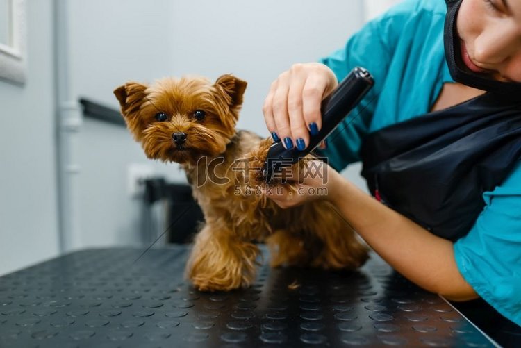 女性美容师与抛光机与可爱的狗，