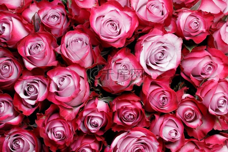 粉红色玫瑰花背景与文本的复制空
