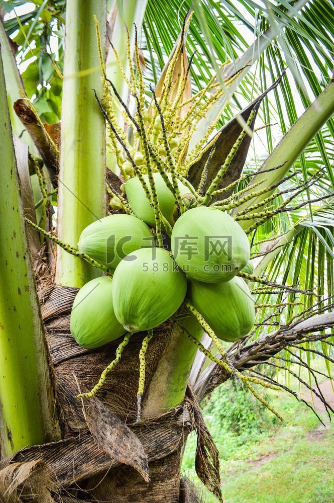 年轻的椰子树/新鲜的绿色椰子棕