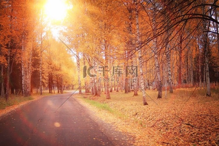 秋天公园森林，风景黄