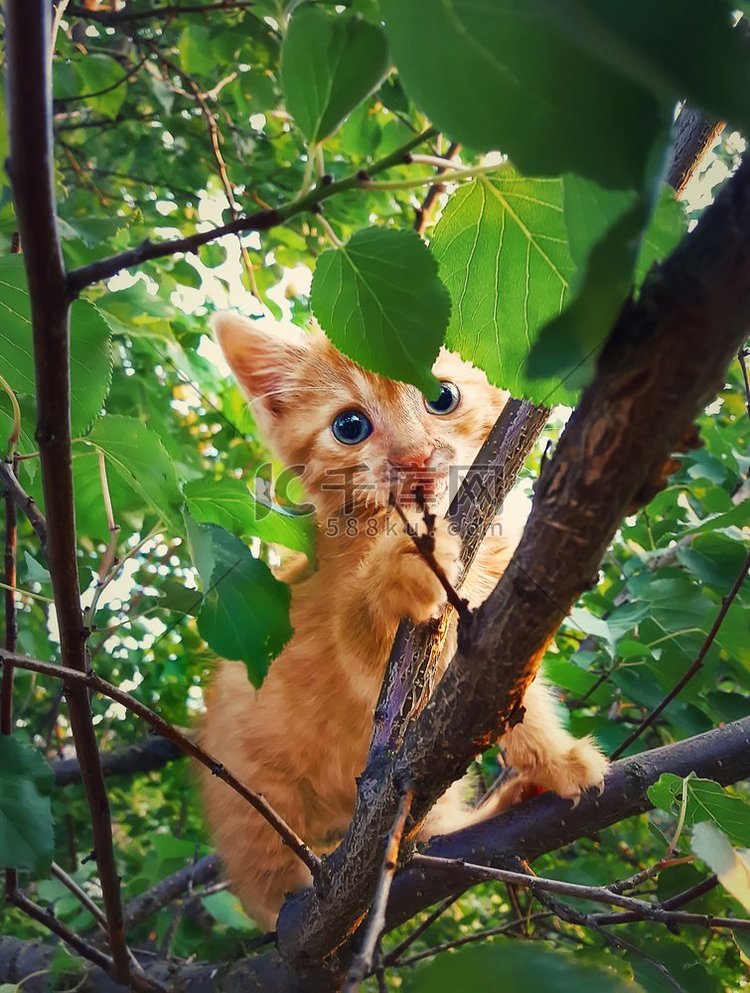 一只惊恐的橙色小猫挂在树枝上等