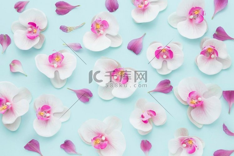 俯瞰安排粉色兰花。高分辨率照片