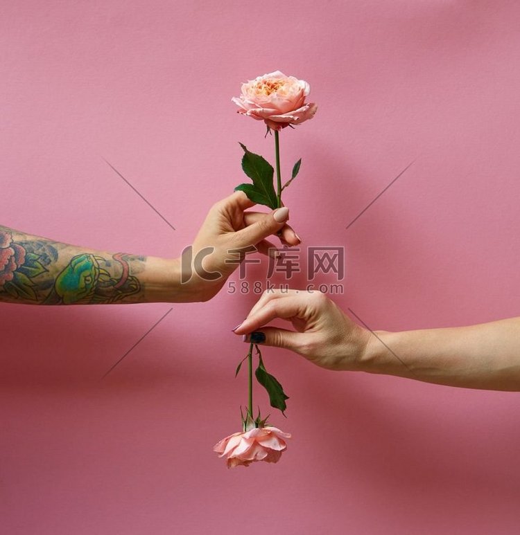 玫瑰、女人、手、牌