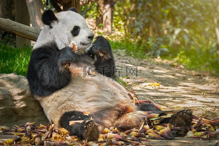 中国旅游的标志和吸引力—大熊猫