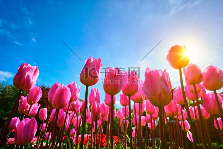 开花的粉红色郁金香反对蓝天背景
