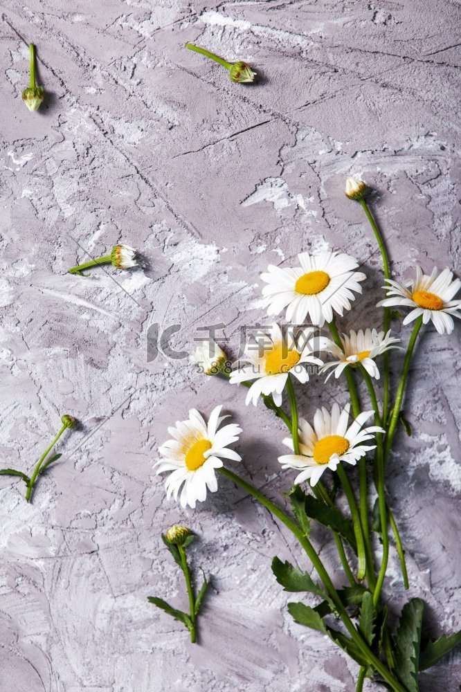 美丽的雏菊在灰色具体背景。夏季