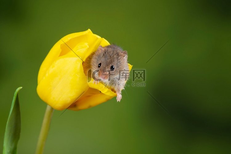 可爱的小鼠在黄色郁金香花叶上收