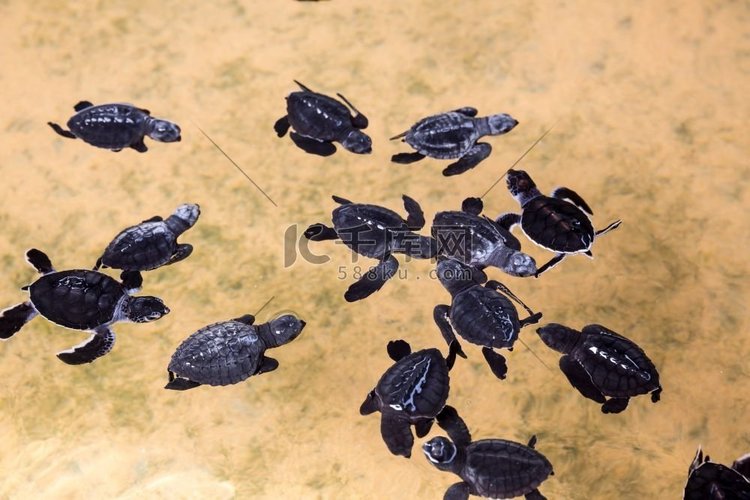 新生的海龟在水中，海龟斯里兰卡