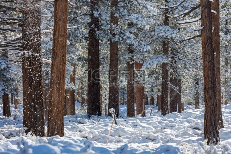冬季的风景白雪覆盖的森林。圣诞