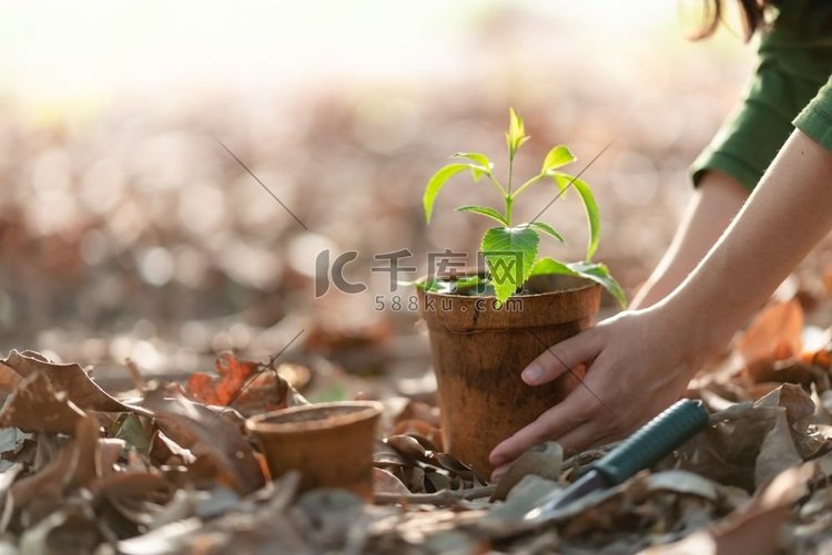 农业种植植物。种植幼苗。手培育