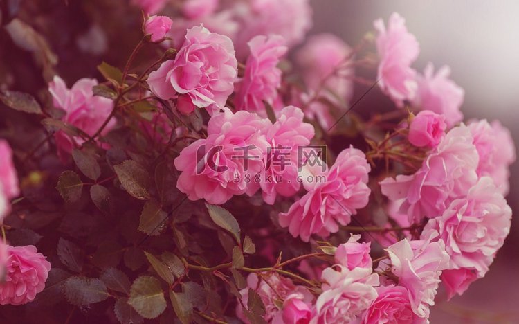 粉红玫瑰，美丽的自然背景