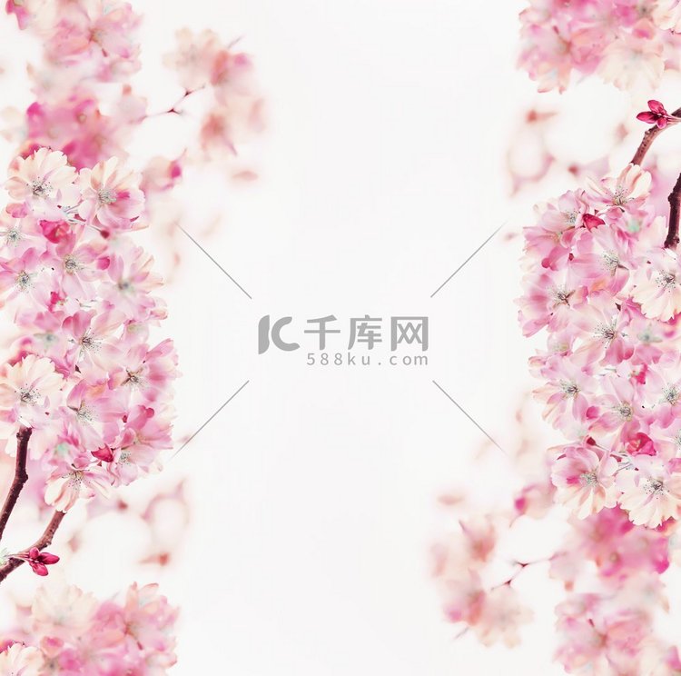 粉红色的春天樱花框，白色背景。