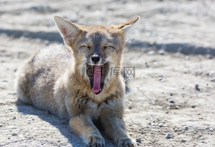巴塔哥尼亚山区的南美灰狐(Ly
