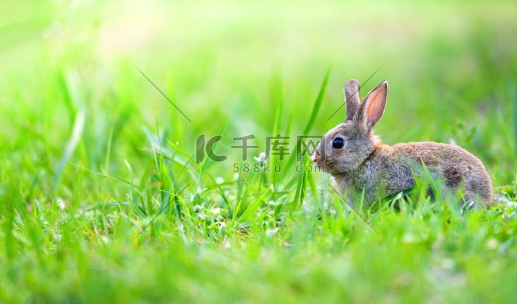 可爱的兔子坐在绿色领域春天草甸