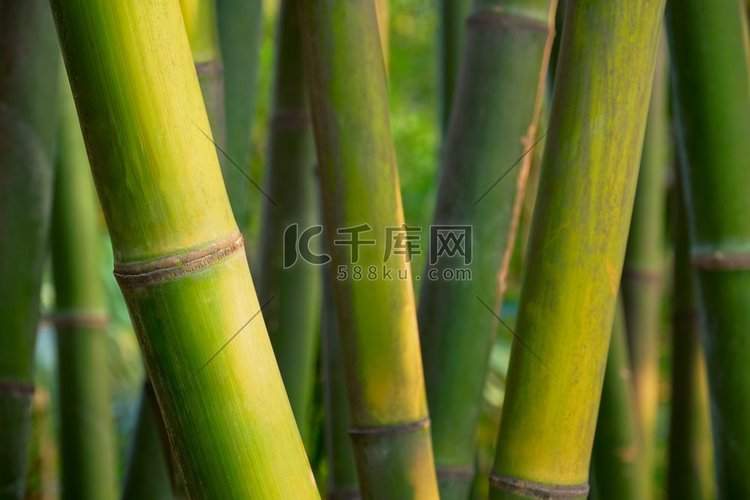 竹林里的竹子近在咫尺。中国。竹