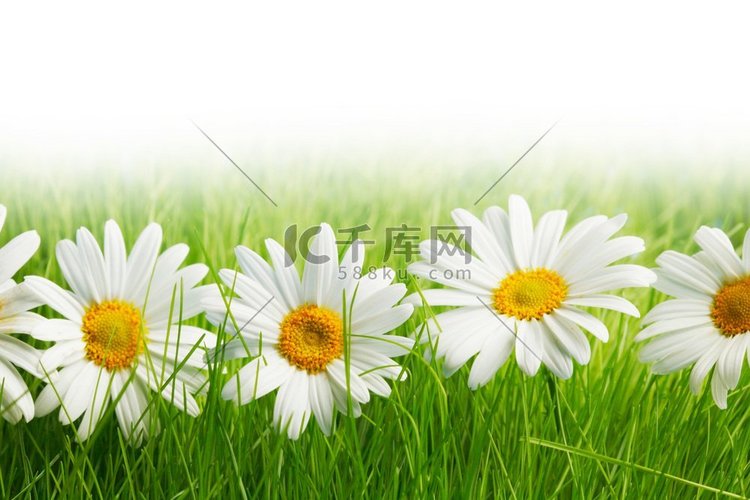 白色雏菊花在绿色草隔绝在白色背