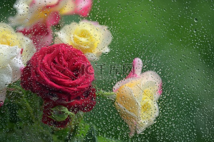 玫瑰花束在窗口的背景与雨滴