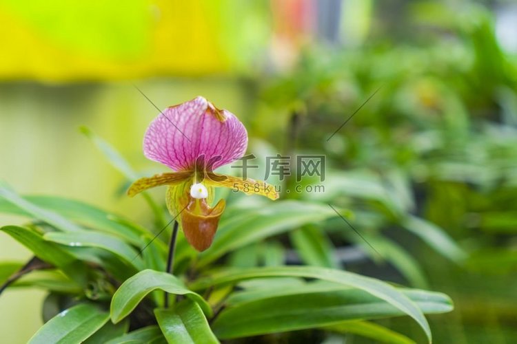 泰国清迈保育中心的兜兰花朵或夫
