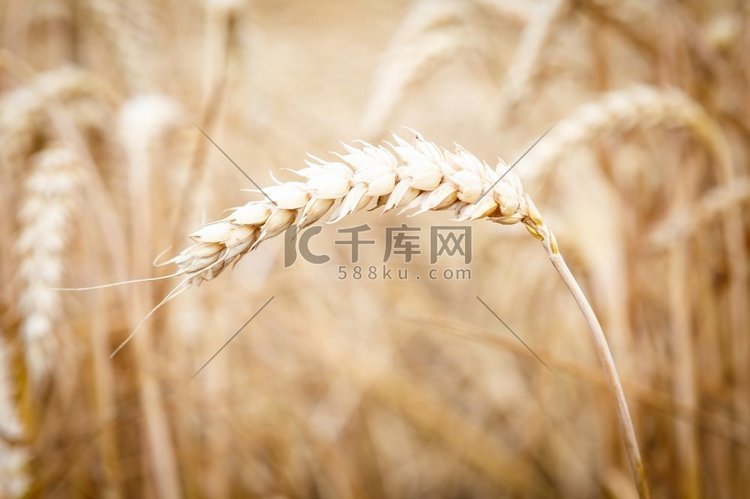 田野上的金色麦穗。