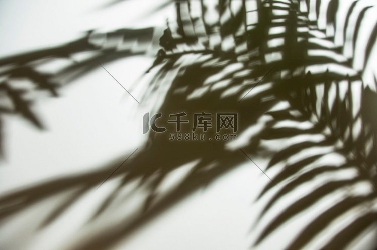 自然棕榈叶阴影白色背景