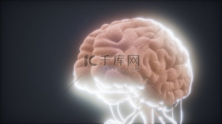 人脑动画模型